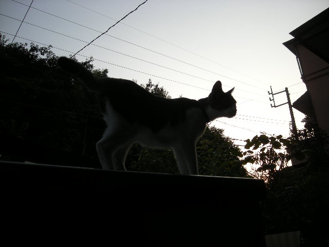 夕暮れに物置の上から監視する猫、レオ