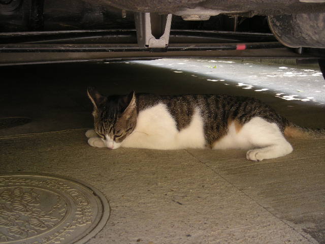 車の下で寝る猫、レオ